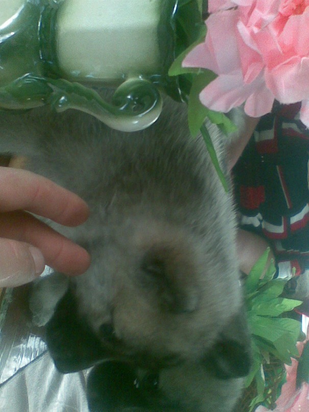 Леша Есис фотография #42