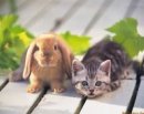 Іра Раделицька фотография #27 (источник - https://vk.com/id14298996)