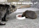 Толя Півторак фотография #26 (источник - https://vk.com/id70589193)