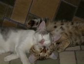 Фотография Сибгатуллиной Эльвиры