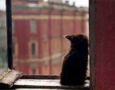 Фотография Mild Dina