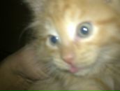 Фотография Попова Коли