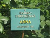 Фотография Поникаровой Анны