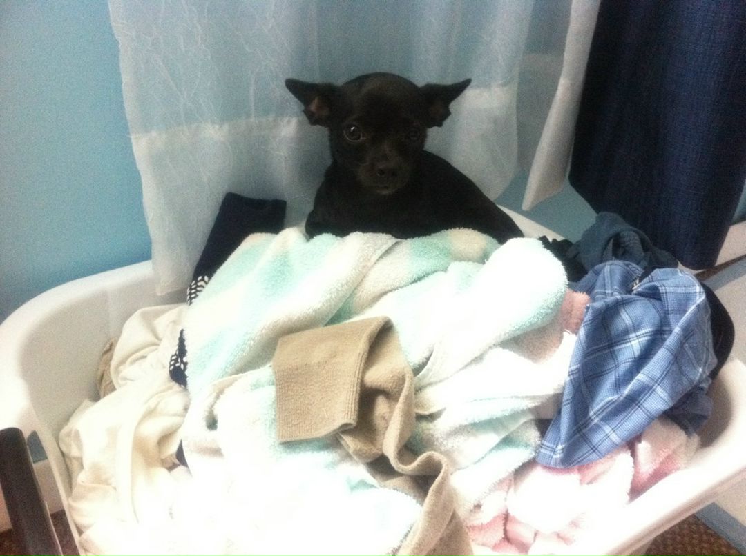 Olya Shepel фотография #44