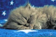 Фотография Логиновой Светланы