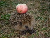 Фотография Виноградова Александра