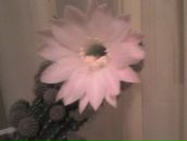 Фотография Сунгатуллиной Розы