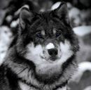 Віталік Вікторович фотография #19 (источник - https://vk.com/id63973676)