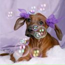 Фотография Заболотских Александра