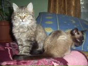 Таня Барбір фотография #25 (источник - https://vk.com/id126253781)