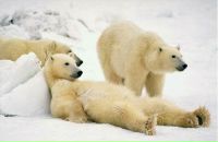 Иван Кулибин фотография #1