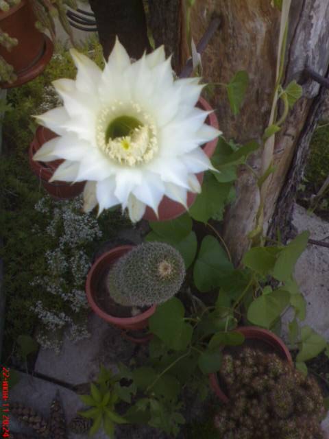 Виктория Файда фотография #38