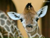 Фотография Пахомова Жени