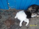 Іннуся Когут фотография #22 (источник - https://vk.com/id134986289)