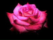 Фотография Колобовой Аллы