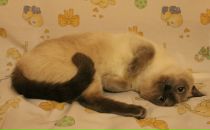 Фотография Ионовой Елизаветы