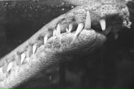 Фотография Холодова Александра