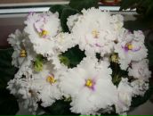 Фотография Шаригиной-Баязитовой Альфии