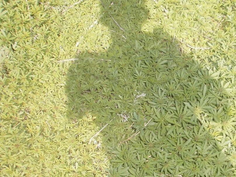 Виктор Мецих фотография #15