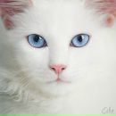 Фотография Коваленко Ксении