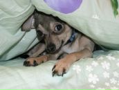 Фотография Нестеренко Анны