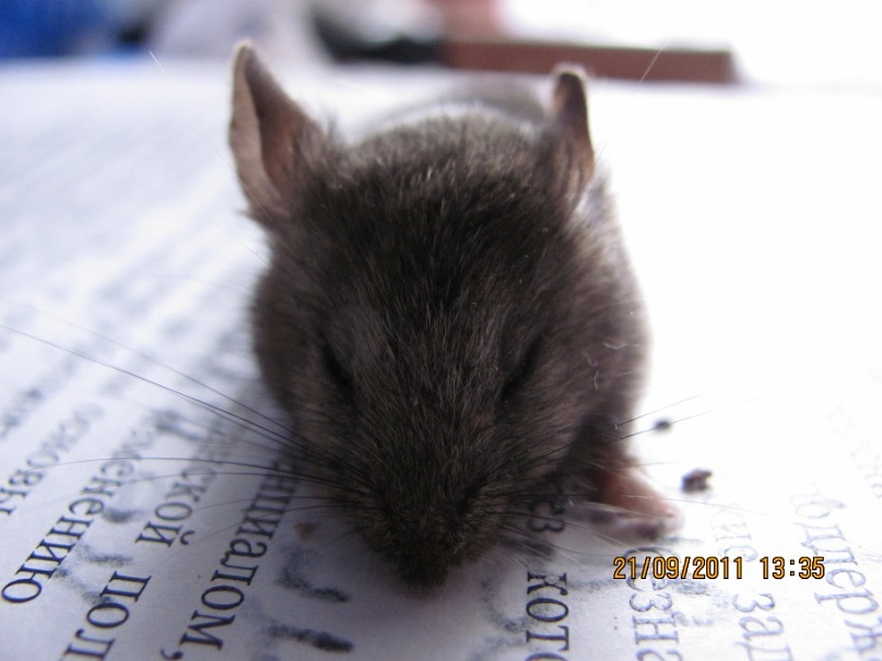 Ольга С фотография #28