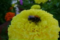 Фотография Сайфуллиной Эльзы