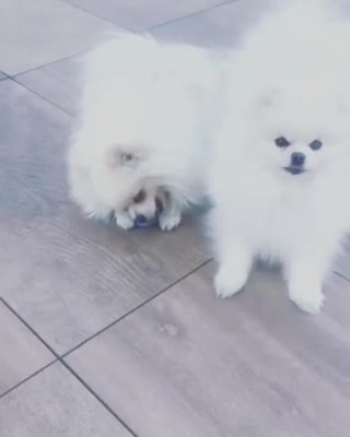 Пушистое счастье