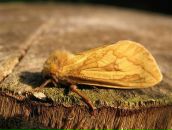 Muddy Lady фотография #32 (источник - https://vk.com/id4768656)