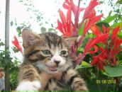 Іннуся Ануфрієва фотография #8 (источник - https://vk.com/id53040006)