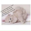 Вікуся Шевчишин фотография #1