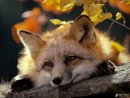 Ирина Мекешко фотография #47 (источник - https://vk.com/id20784223)