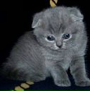 Полина Антонова фотография #2 (источник - https://vk.com/id150855474)