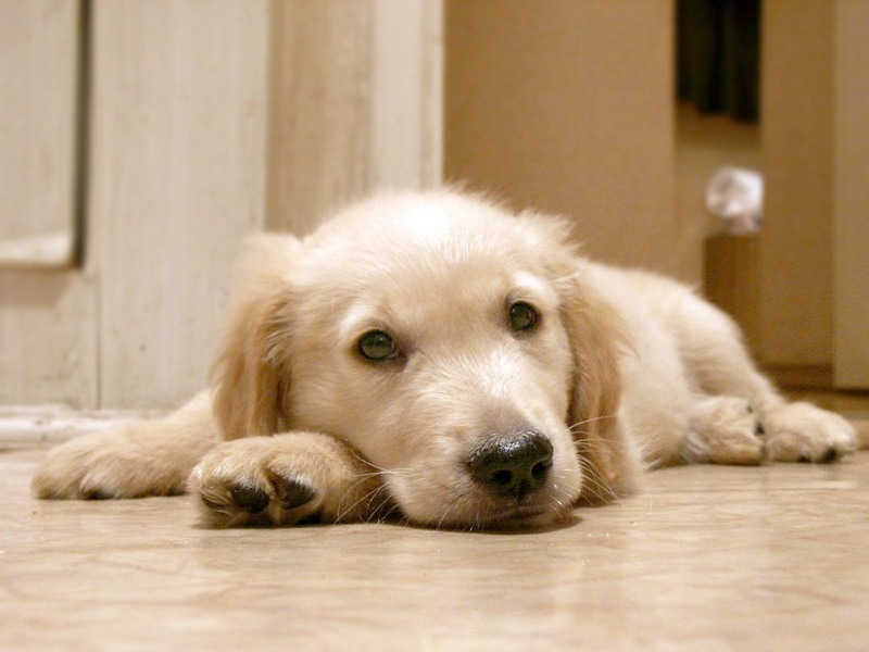 Bella Swan фотография #5