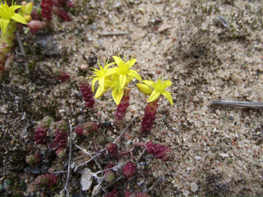 Аня Грищенко фотография #45