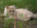 Альбіночка Сороцька фотография #7 (источник - https://vk.com/id84864747)