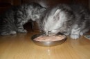 Кот Салтыков фотография #39 (источник - https://vk.com/id82408447)