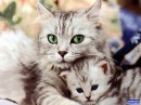 Нинульк@ :)) фотография #9 (источник - https://vk.com/id69037115)