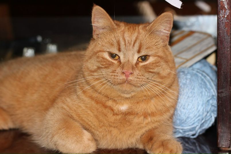 Дмитрий Пахомов фотография #32