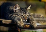 Фотография Шевцовой Юлии