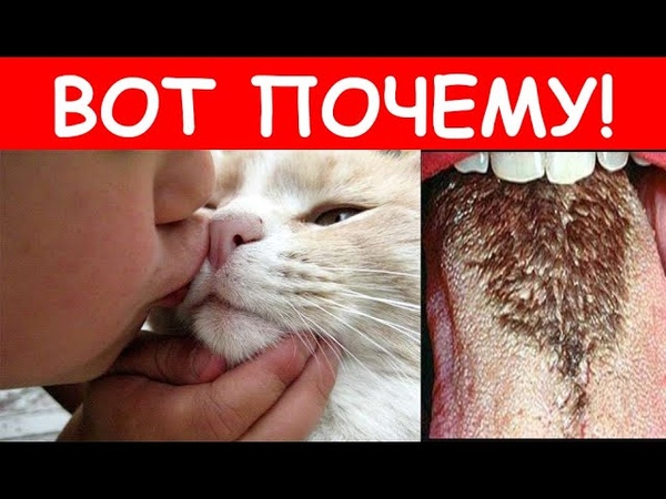Что Будет Если Собака Сделает Куни